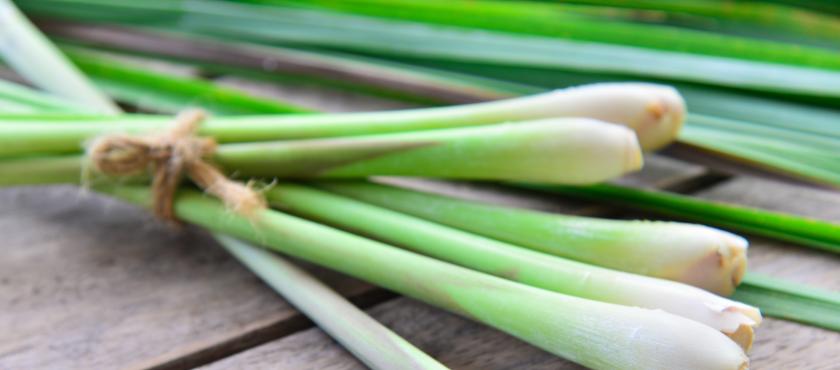 main of Lemongrass Can Be Beneficial To Many Health Situations