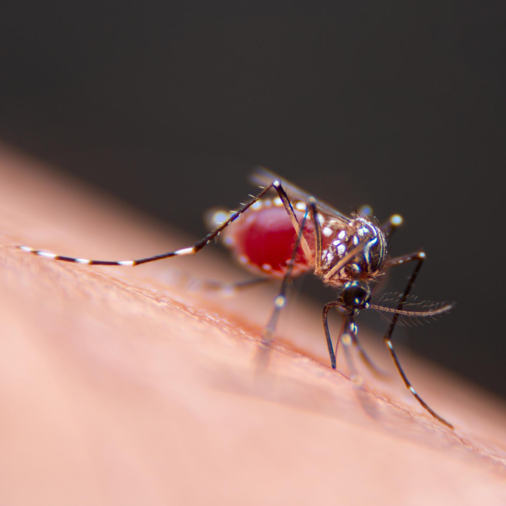 banner of A Simple Mosquito Bite Could Result in a Case of Dengue Fever 