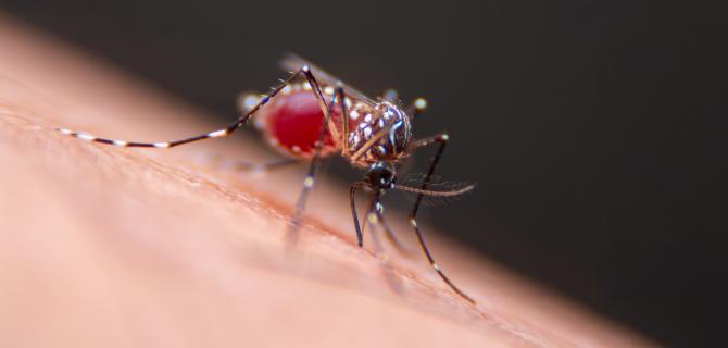 c-thumbnail of A Simple Mosquito Bite Could Result in a Case of Dengue Fever 