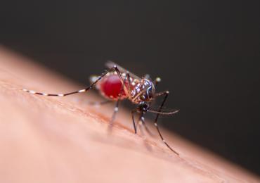 h-thumbnail of A Simple Mosquito Bite Could Result in a Case of Dengue Fever 