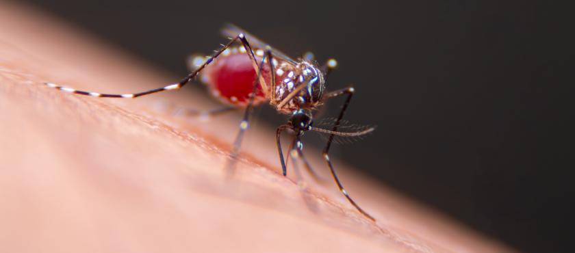 main of A Simple Mosquito Bite Could Result in a Case of Dengue Fever 